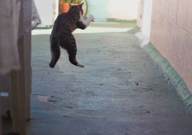 An adorable gray and white striped cat in mid-air when jumping