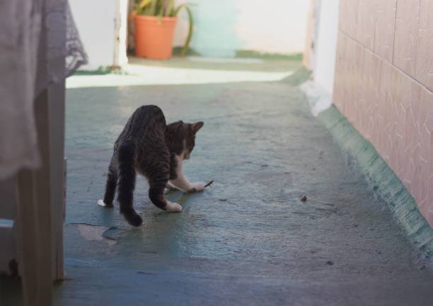 istock Domestic cat playing around with a stick 1487279308