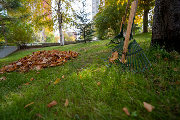 istock Dried leaves and rake that have fallen from the trees to the grass 1487280653