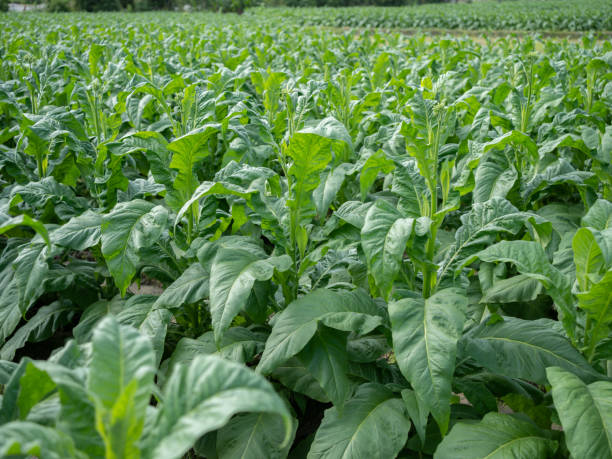 istock Tobacco in the field 1487281331