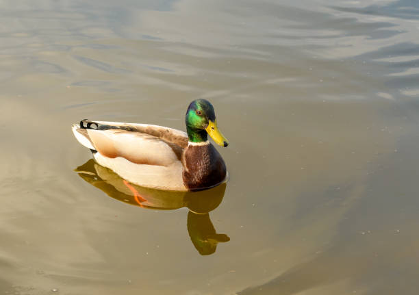 istock mallard duck on the water 1487282315