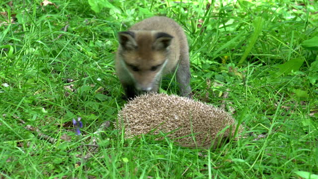 Red Fox, vulpes vulpes, Cub and European Hedgehog, erinaceus europaeus, in the forest among foliage, Normandy in France, Real Time