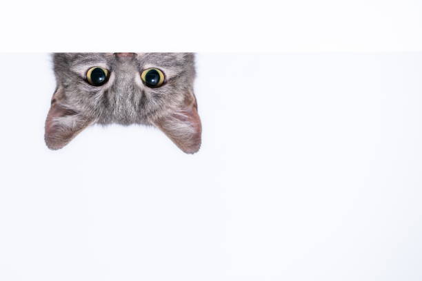 silver tabby cat peeks out from behind a white wall silver tabby cat peeks out from behind a white wall on light background peeking stock pictures, royalty-free photos & images