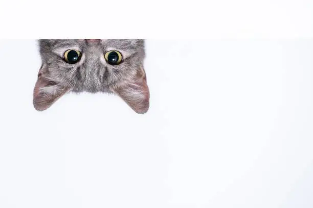 silver tabby cat peeks out from behind a white wall on light background