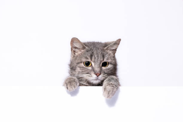 istock silver tabby cat looks out over a white wall leaning on its paws 1487283599