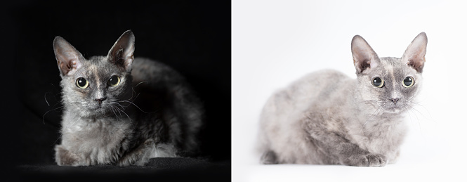 two cats on a black and white background isolated