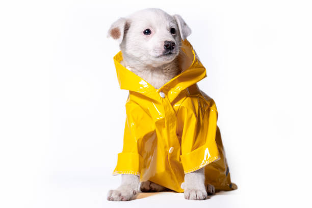 istock light-colored mongrel puppy in a bright yellow raincoat with a hood sits on a white background 1487283722