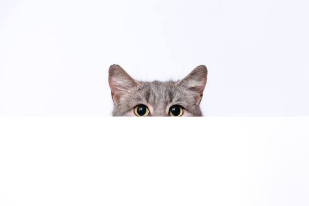 istock silver tabby cat peeks out from behind a white wall 1487283858
