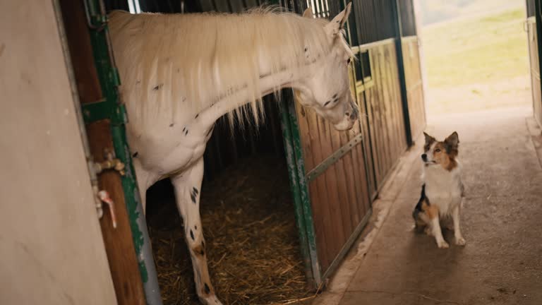 Funny scene of a dog and a horse staring at each other