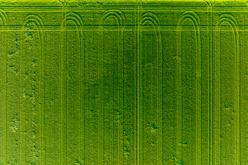Tractor tracks in the field with green grass seen from above during a springtime sunset.
