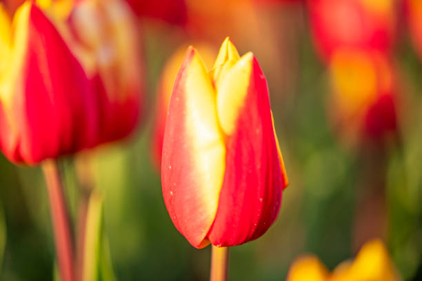 Colorful fields of tulips with blossoming yellow and red tulips during a sunset in The Noordoostpolder, Flevoland. The blue sky above is painted in soft colors with fluffy white clouds.