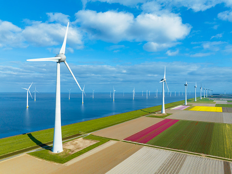 Tulips growing in agricultural fields with rows of wind turbines on the IJsselmeer shore in the background in the Noordoostpolder in Flevoland, The Netherlands, during springtime seen from above. The Noordoostpolder is a polder in the former Zuiderzee designed initially to create more land for farming.