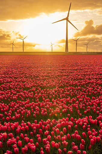 Tulips growing in a field during a beautiful springtime sunset in the Noordoostpolder in Flevoland, The Netherlands. A row of wind turbines is producing sustainable electricity in the background.