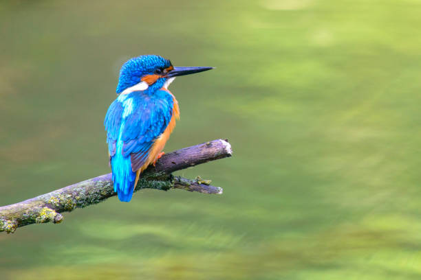 istock Common Kingfisher sitting on a branch overlooking a small pond 1487284588