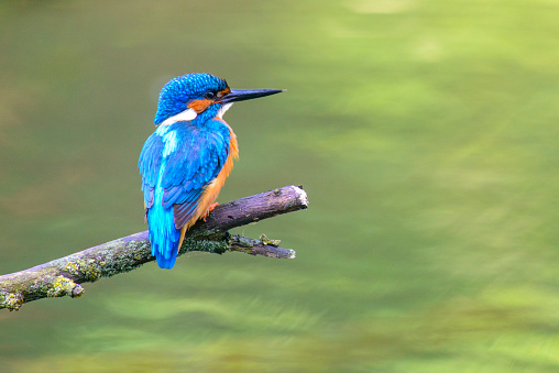 Common kingfisher (Alcedo atthis) also known as the Eurasian kingfisher, and river kingfisher sitting on a branch overlooking a small pond.