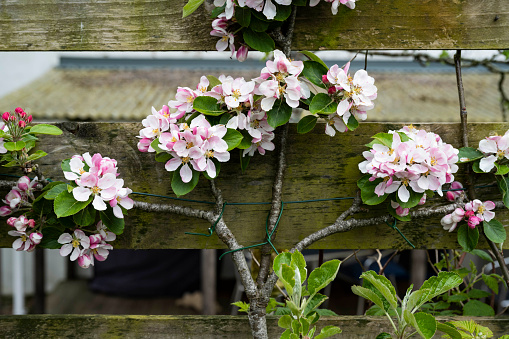 Apple fruit tree trained against a fence. The apple tree has blossoms. The blossoms are pink colour