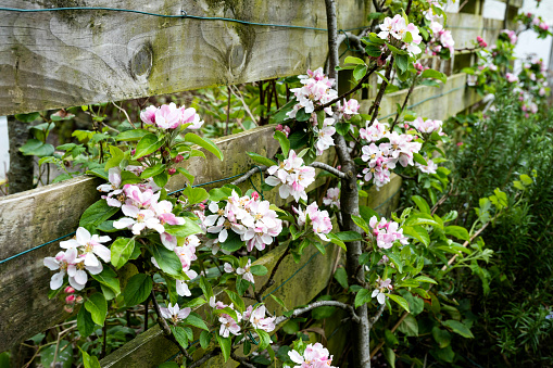 Apple fruit tree trained against a fence. The apple tree has blossoms. The blossoms are pink colour