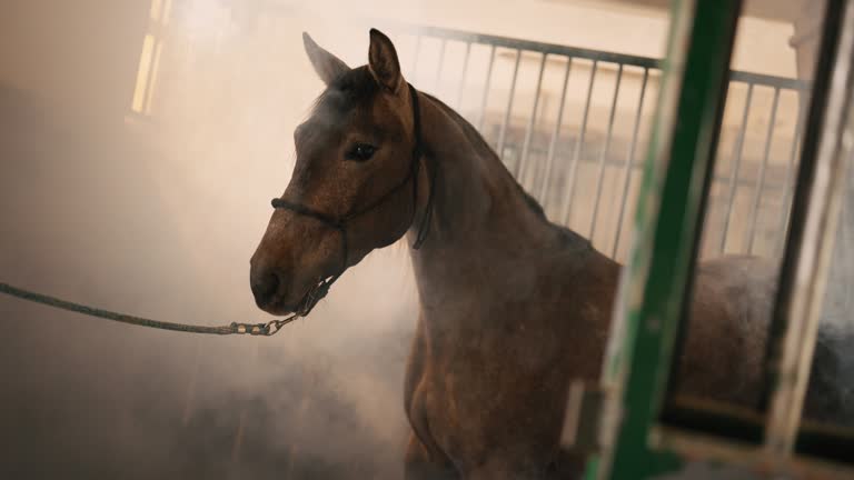 Cinematic scene of a horse in the fog inside a stable