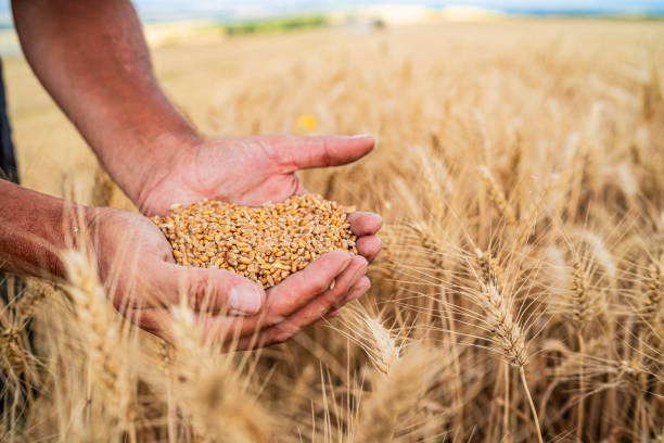granjero-sosteniendo-cabezas-doradas-de-trigo