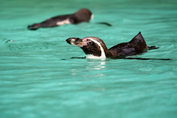 istock Penguins swimming in the water 1487285679