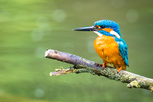 Common kingfisher (Alcedo atthis) also known as the Eurasian kingfisher, and river kingfisher sitting on a branch overlooking a small pond.