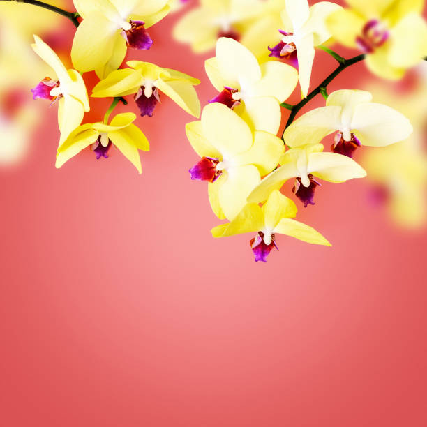 Blooming branch stripped deep purple orchid phalaenopsis
