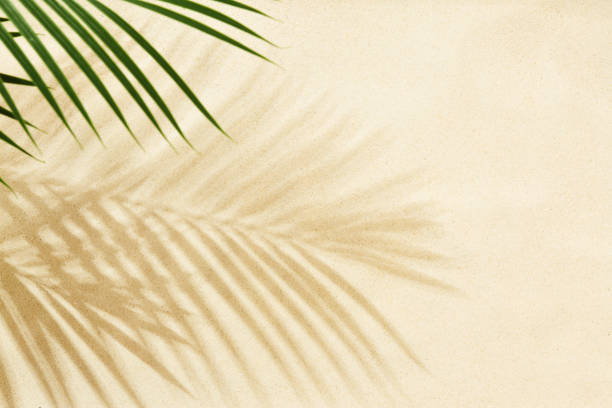 istock Sandy beach with shadow of palm leaves - background 1487285788