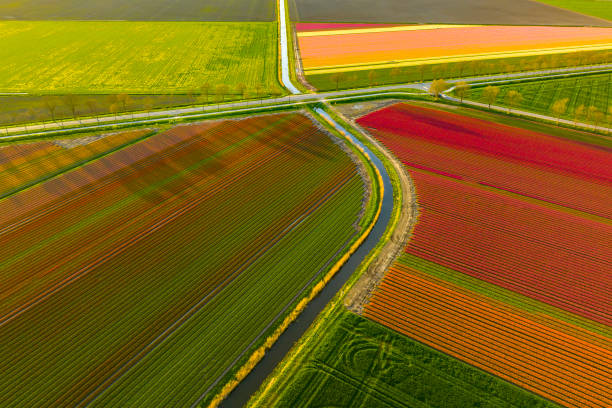 istock Tulips growing in agricutlural fields during springtime seen from above 1487285789