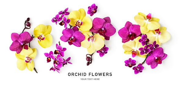 Orchid flowers creative composition and layout isolated on white background. Floral collection with pink and yellow tropical plants. Nature and holiday concept. Top view, flat lay. Design element