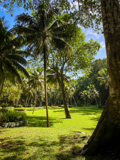 istock Dunns River Park, Jamaica 1487285852