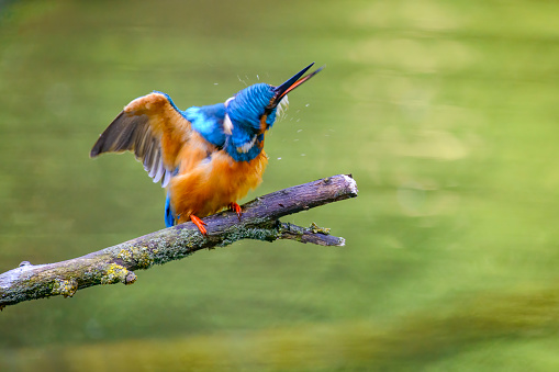 Common kingfisher (Alcedo atthis) also known as the Eurasian kingfisher, and river kingfisher sitting on a branch overlooking a small pond. The bird is drying his feathers.