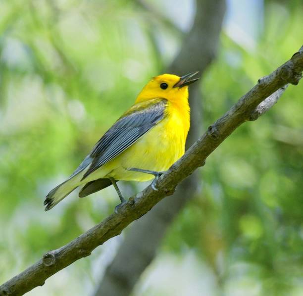 istock Closeup of a Prothonotary Warbler singing, perched on a tree branch 1487286927