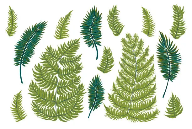 Vector illustration of Set of exotic leaves. Ferns. Vector illustration for advertising design, summer vacation tropical paradise