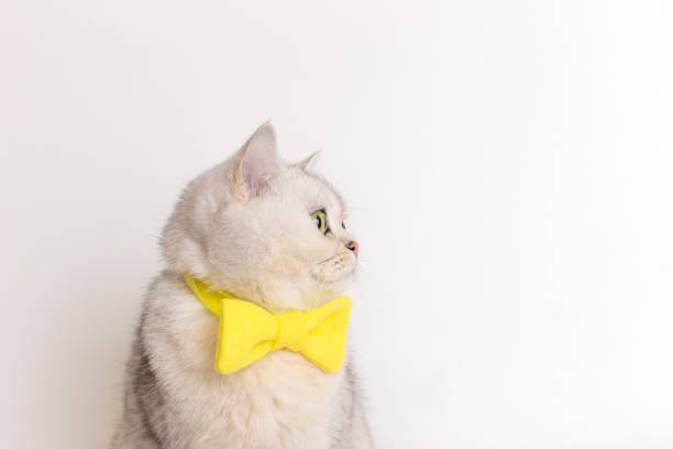 istock Profile a charming white cat in a yellow bow tie on a white background looks away. 1487287660