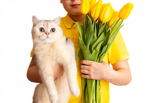 A boy in yellow T-shirt holds a cute white cat and bouquet of yellow tulips, on a white background, isolated. Close up. Copy space.
