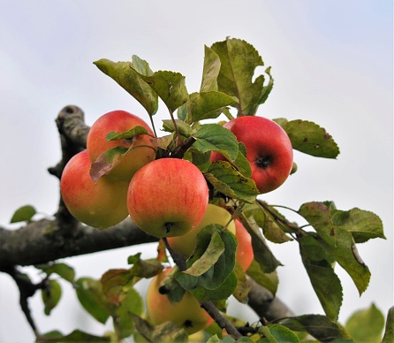 A vivid close-up of a lush apple tree with ripe apples hanging from its branches
