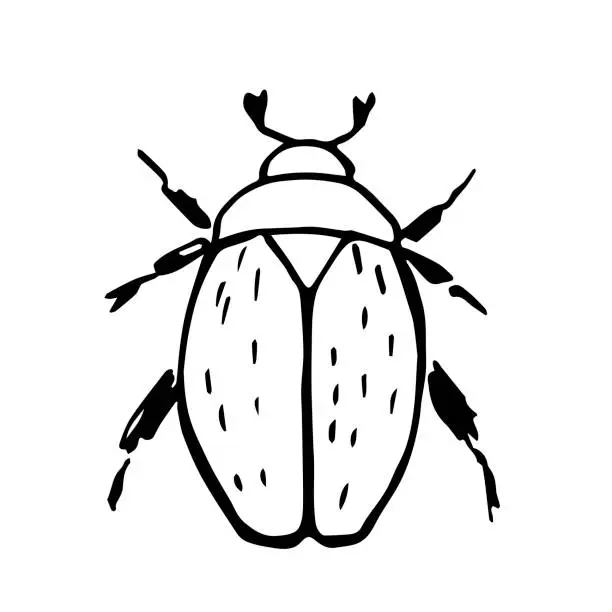 Vector illustration of Simple black outline vector drawing. Maybug, insect. Sketch in ink.
