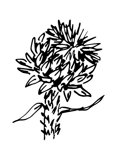 Simple black outline vector drawing. Thistle flower, wild thorny plants. Sketch in ink.