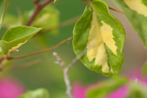 Green leaf macro closeup stock photo