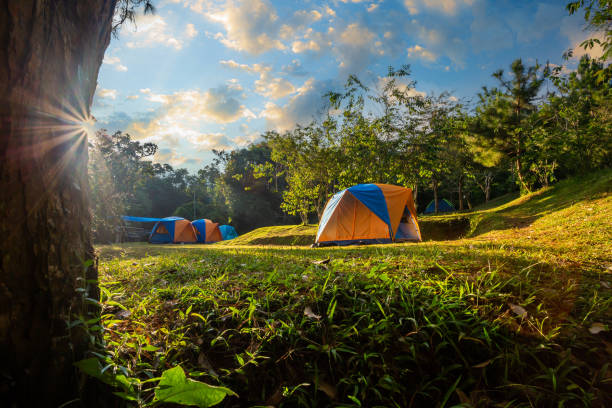 istock Camping tents in pine tree forest by the lake 1487289815