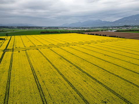 Countryside spring field landscape with yellow flowers - rape. Blue sky, rural way.