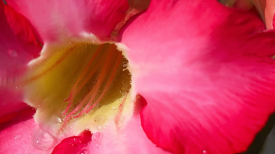 Beautiful close up of pink flower (Pink allamanda or Allamanda blanchetii A.DC, or Apocynaceae) or kembang sepatu with drops of fresh dew in the morning
