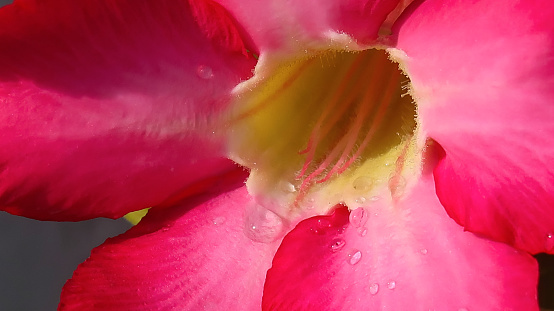 Beautiful close up of pink flower (Pink allamanda or Allamanda blanchetii A.DC, or Apocynaceae) or kembang sepatu with drops of fresh dew in the morning