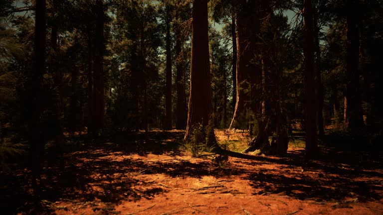 Sequoia national park in California