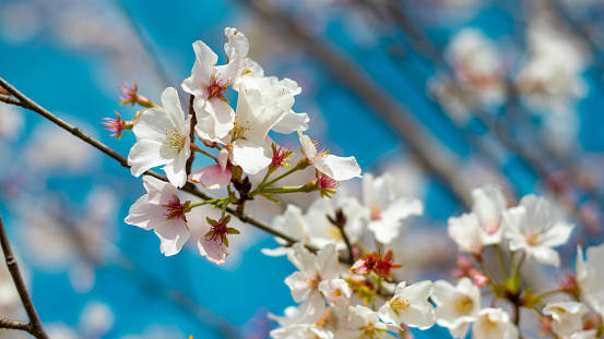 Beautiful Pathway of Pink cherry blossom flowers (Thai Sakura) blooming in winter season