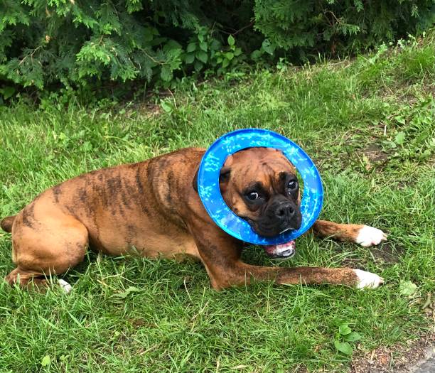istock Puppy dog and a frisbee 1487293831