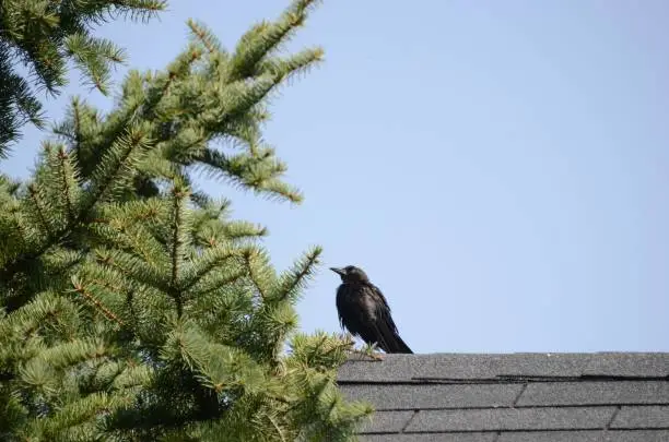 A black crow perched atop a black-tiled roof seen through pine twigs