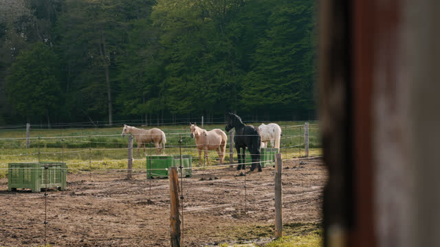 Horses grazing in the pasture during the day