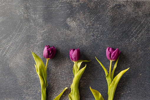 Fresh tulips isolated on black background. Top view