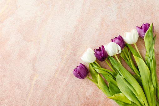 Fresh tulips isolated on pink background. Top view